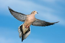 Mourning_Dove13.jpg