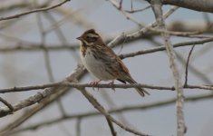 Rustic Bunting.jpg