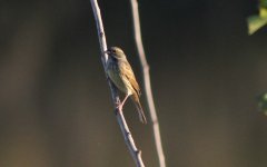 Black-faced Bunting.jpg