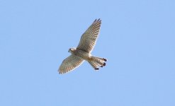 Eurasian Kestrel.jpg