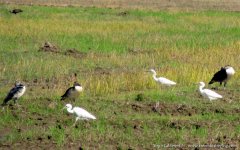 Comb Duck - Sarkidiornis melanotos.JPG