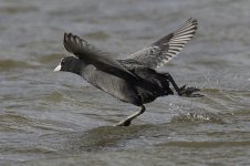 Coot_G9A4068.jpg