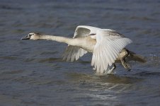 Mute Swan_G9A4120.jpg