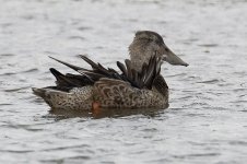 Shoveler_G9A4250.jpg