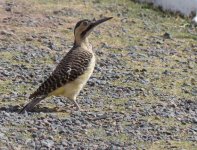 Andean Flicker1.jpg