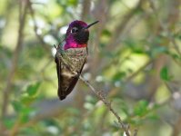 Black Chinned Hummingbird1.jpg