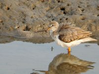 terek sandpiper.jpg