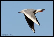 IMG_0034 Blackheaded Gull.jpg