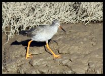 IMG_0004 Redshank.jpg