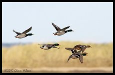 IMG_9883 Mallards.jpg