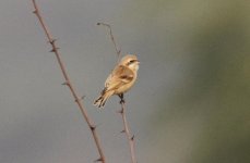 Chinese Penduline Tit.jpg