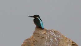 Common Kingfisher.jpg