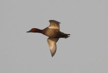 Common Pochard.jpg