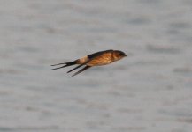 Red-rumped Swallow.jpg