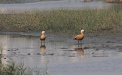 Ruddy Shelduck.jpg