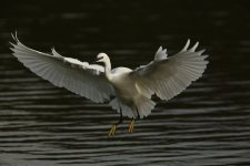 Little Egret2007.JPG