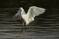 Little Egret2009.JPG