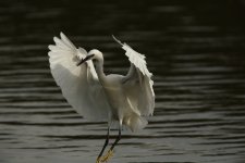 Little Egret 031.JPG