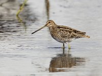 Common Snipe_G9A4495.jpg