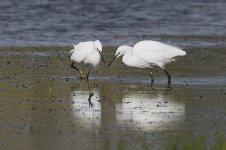 Little Egret_G9A4562.jpg