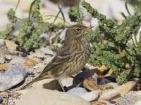 Rock Pipit_G9A4341.jpg