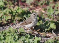 Lanzarote Teguise Plain Berthelots Pipit 2.jpg