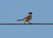 Lanzarote Teguise Plain Desert Grey Shrike 1.jpg