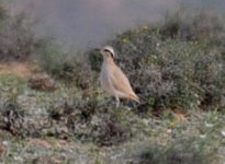 Lanzarote Teguise Plain Cream Coloured Courser 1.jpg