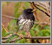 Japanese%20Thrush%20%231-XL.jpg