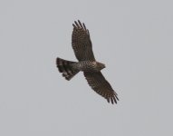 Eurasian Sparrowhawk.jpg