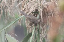 Dusky Warbler.jpg