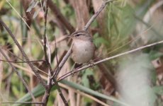 Dusky Warbler 2.jpg