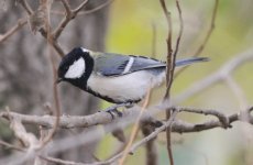 Great Tit.jpg