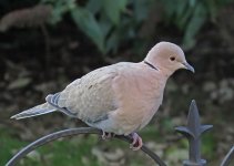 collared-dove0001.jpg