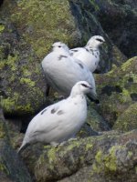 ptarmigan2 020.JPG