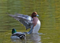 wigeon05.jpg