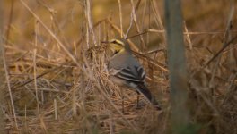 DSCN2295 Ocularis White Wagtail.jpg