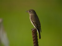 DSCN2246 Asian Brown Flycatcher.jpg