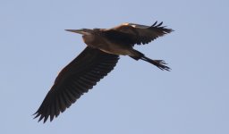 Purple Heron.jpg