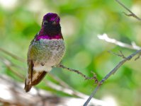 Anna's Hummingbird.JPG