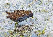 Spotted Crake.JPG