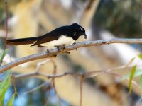 Willie Wagtail.JPG