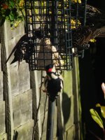 woodpecker002.jpg