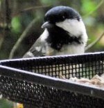 2012-10-05 coal tit 1.jpg