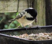 2012-10-05 coal tit 2.jpg