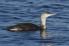 Red Throated Diver_MG_6017.jpg