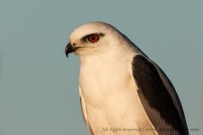 Black-shouldered-Kite_AGL4278.jpg