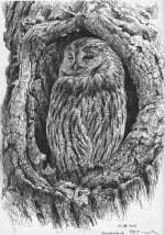 Tawny-owl-1.jpg