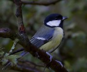 Great Tit_MG_9686.jpg