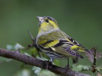 Siskin_MG_9851.jpg